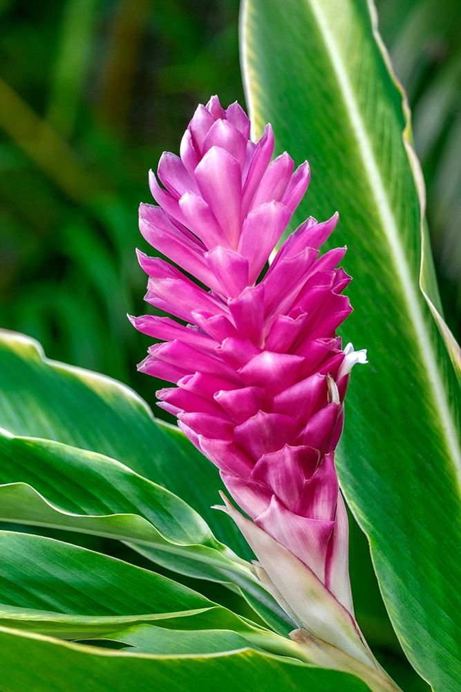 Pink Ginger plant